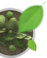 Eco Friendly Auto Repair in Sebastopol, CA